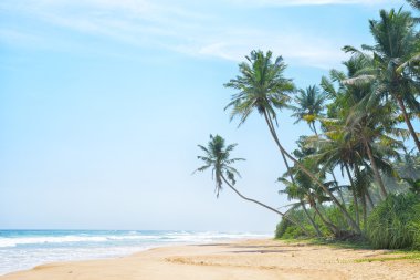palmiye ağaçları, sri lanka ile tropikal plaj