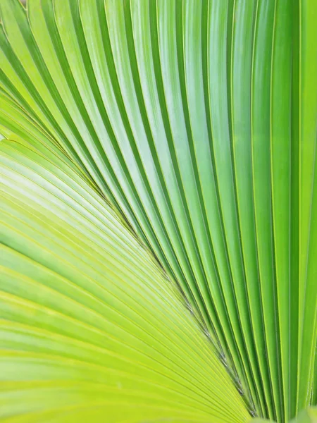 Textura de hoja de palma verde — Foto de Stock