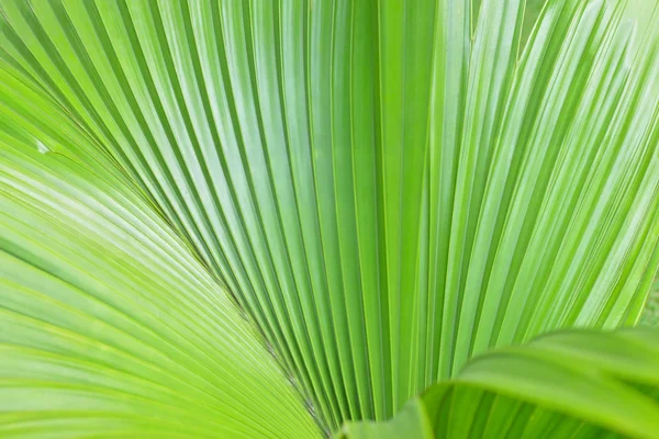 Folha de palmeira verde como pano de fundo — Fotografia de Stock