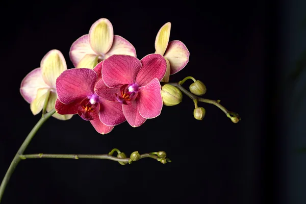 Dunkelrote Orchidee auf schwarzem Hintergrund — Stockfoto