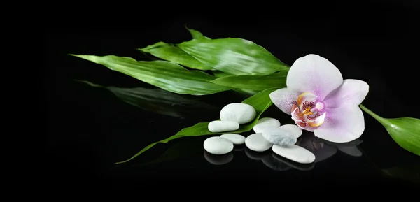 Bodegón Spa con piedra zen, flor de orquídea y bambú para estandarte —  Fotos de Stock