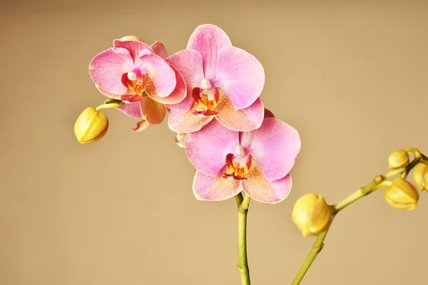 Hermosa orquídea rosa flores fondo —  Fotos de Stock