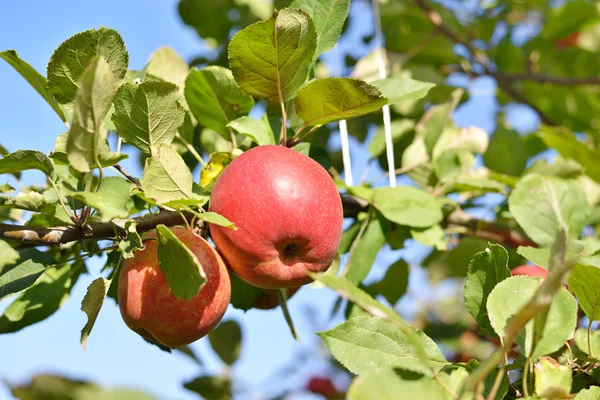 Duas maçãs vermelhas no ramo da árvore da maçã — Fotografia de Stock