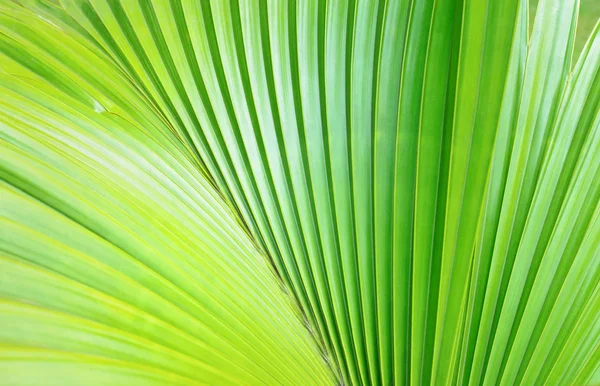 Textura zelené Palmový list — Stock fotografie