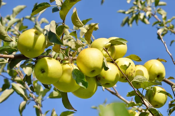 Зеленые яблоки на ветке яблони — стоковое фото