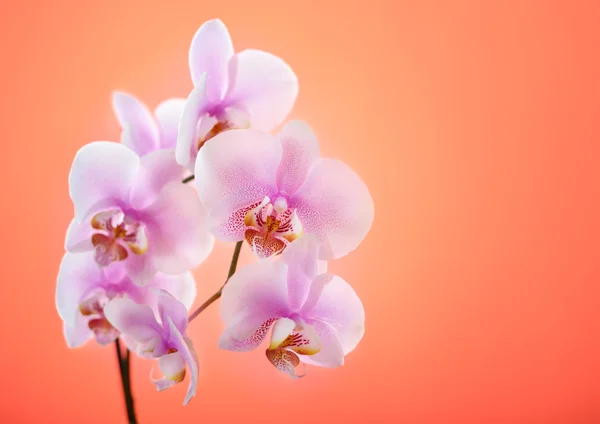 Orquídea rosa sobre fondo rojo —  Fotos de Stock