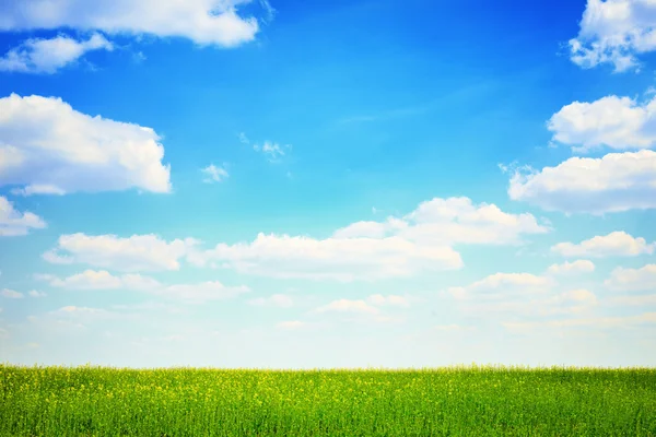 Champ vert et ciel bleu paysage — Photo