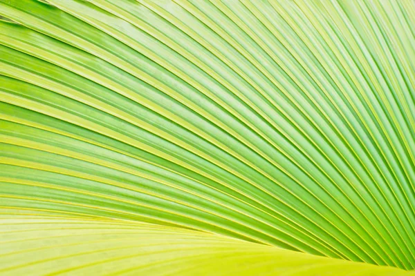 Zelené Palmový list stromu jako pozadí — Stock fotografie