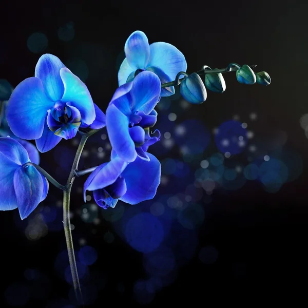 Fundo azul da flor da orquídea — Fotografia de Stock