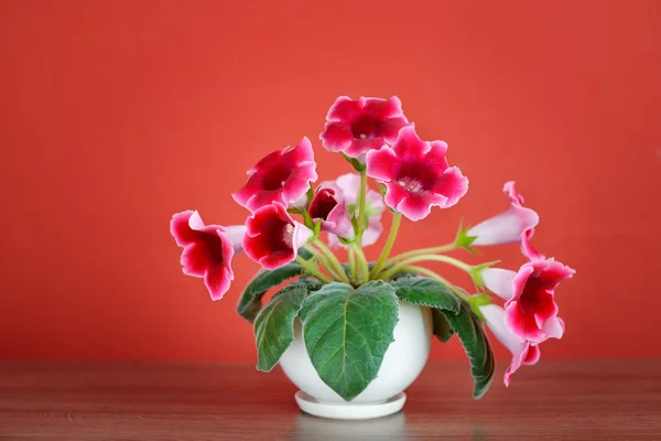 Lila virágok vázában, vagy zárt térben virágcserepek — Stock Fotó
