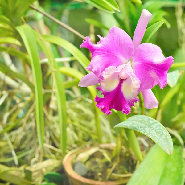 蘭の花 — ストック写真