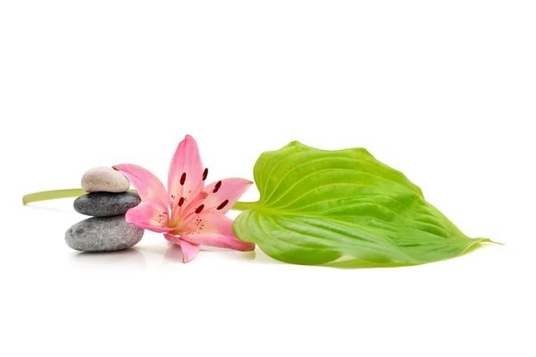 Background of a spa with stones and lily flower on white — Stock Photo, Image