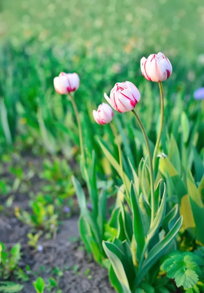 Group of white and pink tulips. Spring landscape. — Stock Photo, Image