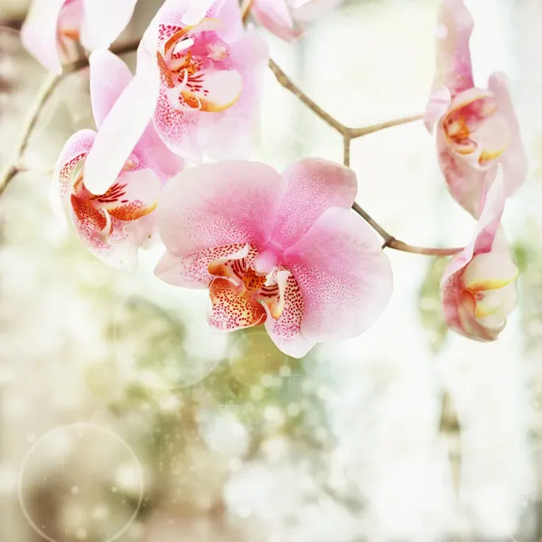 아름 다운 분홍색 난초 꽃 배경 스톡 이미지