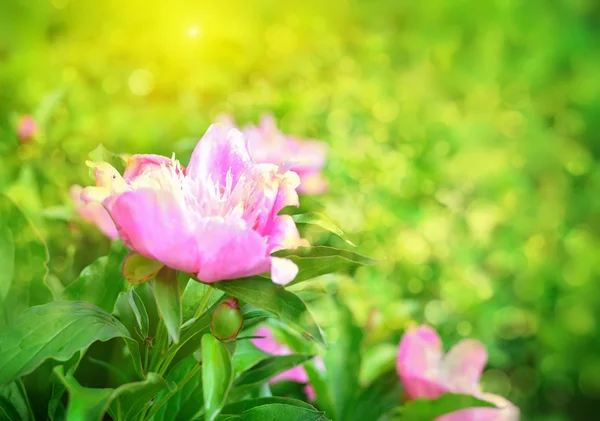 Peony flowers Stock Image