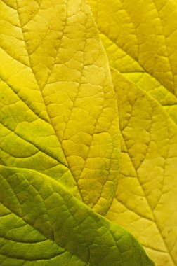 Sonbahar Yaprakları