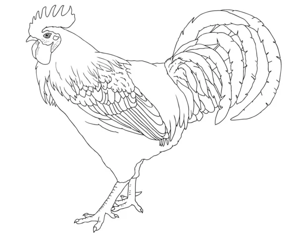 Domestic rooster black and white vector lineart — Stock Vector