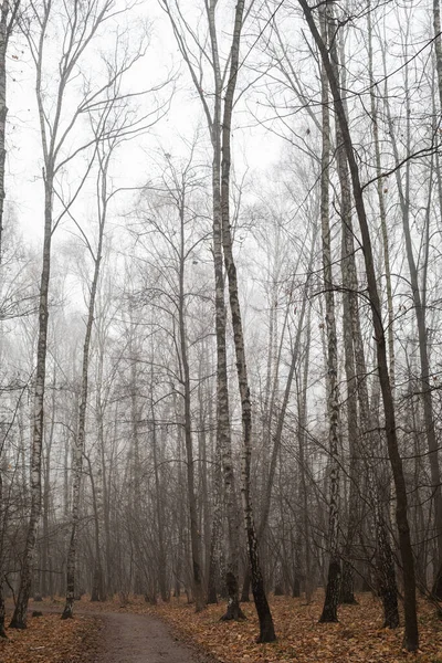 Містичний Осінній Ліс Парк Тумані — стокове фото