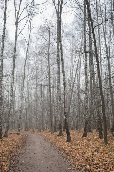 Weg Durch Nebligen Wald Herbstlicher Park — Stockfoto