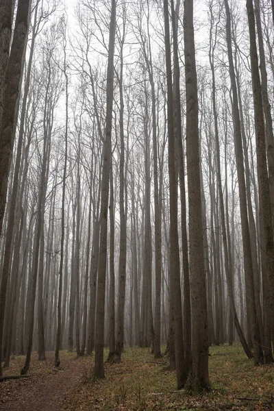 Дерева Тумані Осінній Парк Містичний Ліс — стокове фото