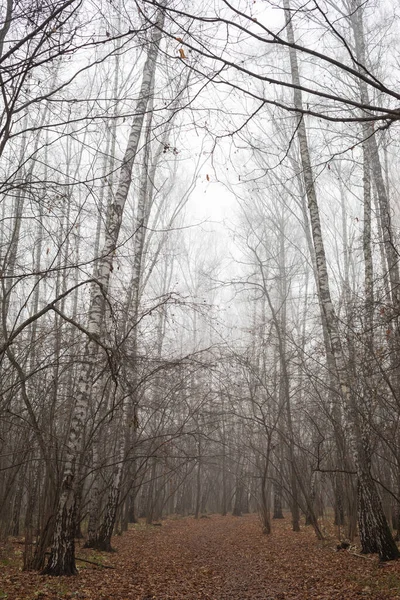 Path Misty Forest Autumn Park - Stock-foto