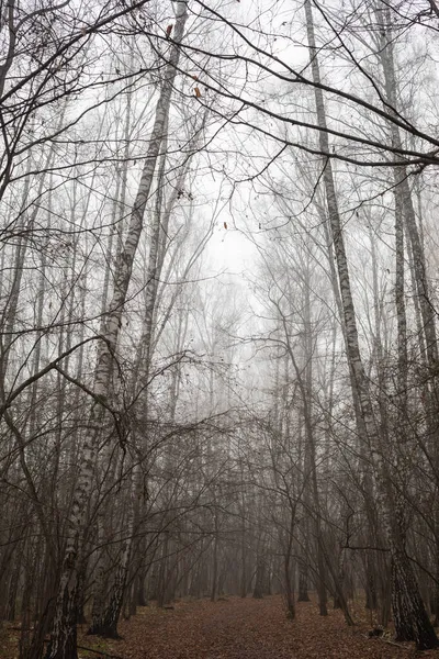 Bosque Místico Otoñal Parque Niebla —  Fotos de Stock