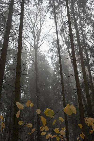 Hohe Bäume Nebel Herbstlicher Wald — Stockfoto