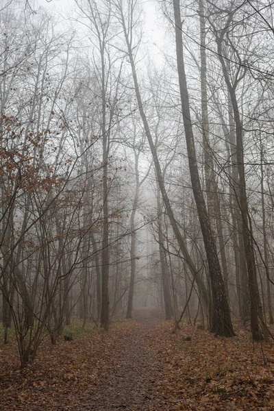 Mystisk Höstskog Park Dimman — Stockfoto