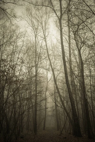 Mystischer Herbstwald Park Nebel — Stockfoto