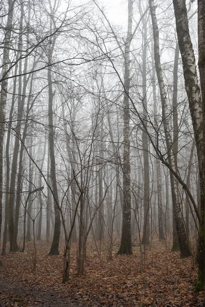 Niebla Bosque Otoño Calma Misterio —  Fotos de Stock