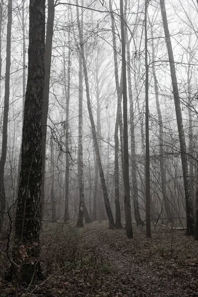 Niebla Bosque Otoño Calma Misterio —  Fotos de Stock