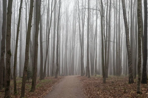 Sendero Través Niebla Bosque Otoño Calma —  Fotos de Stock