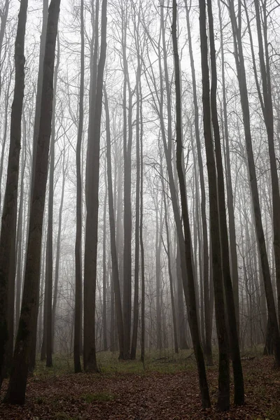 Bosque Místico Otoñal Parque Niebla —  Fotos de Stock