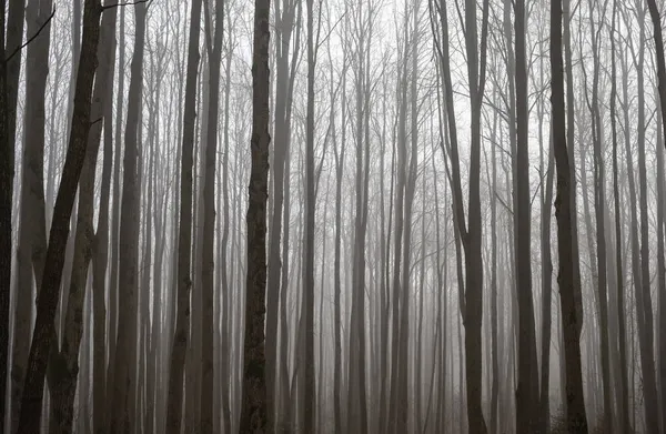 Природна Текстура Дерев Осінній Парк Тумані — стокове фото