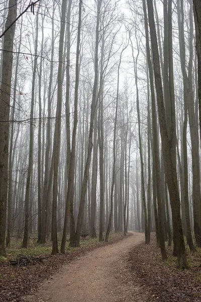 Стежка Через Туманний Осінній Ліс Спокій — стокове фото