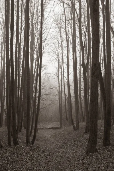 Ösvény Ködös Őszi Erdőben — Stock Fotó