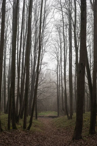 Weg Durch Den Nebligen Herbstwald — Stockfoto