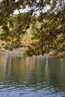 branches with yellowed foliage in an autumn park, lake in the forest 