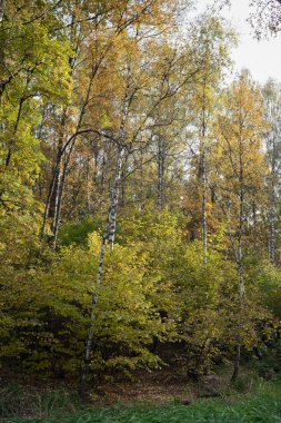 Sonbahar ormanı, park, güneşli gün, doğal manzara, huş ağacı korusu.