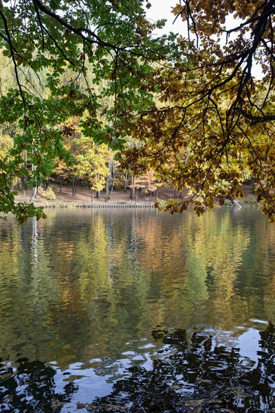 Sonbahar parkı, nehirde yansıyan sarı ağaçlar, suyun üstünde dallar.