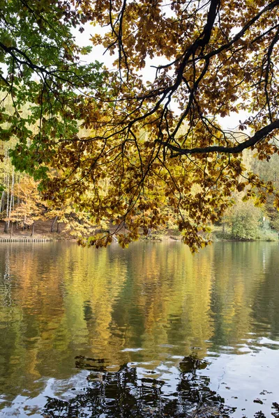 Гілки Пофарбованим Листям Осінньому Парку Озеро Лісі — стокове фото