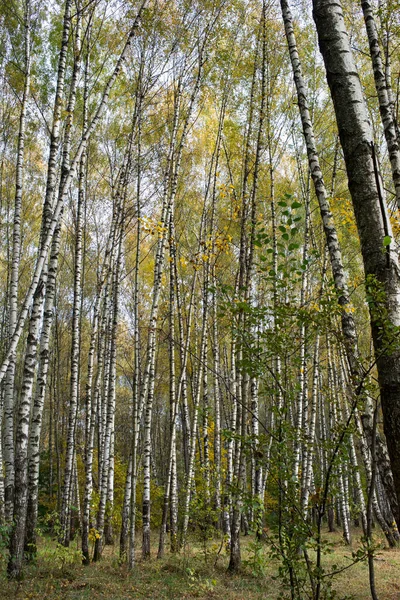 Podzimní Park Březový Háj Slunečný Den — Stock fotografie