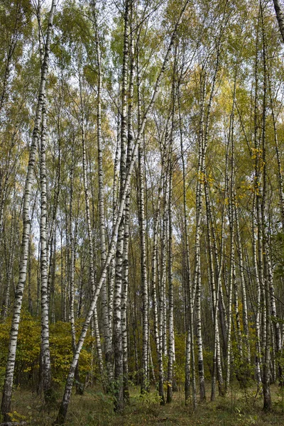 Parco Autunnale Boschetto Betulle Giornata Sole — Foto Stock