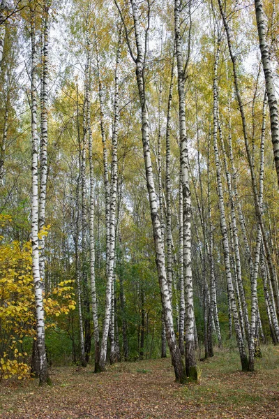 Осенний Парк Березовая Роща Солнечный День — стоковое фото