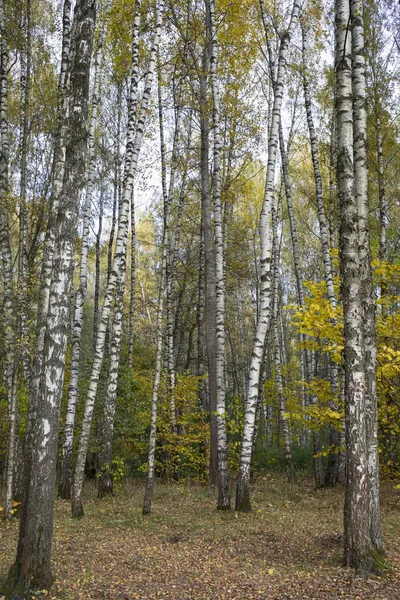 Höstpark Björkdunge Solig Dag — Stockfoto