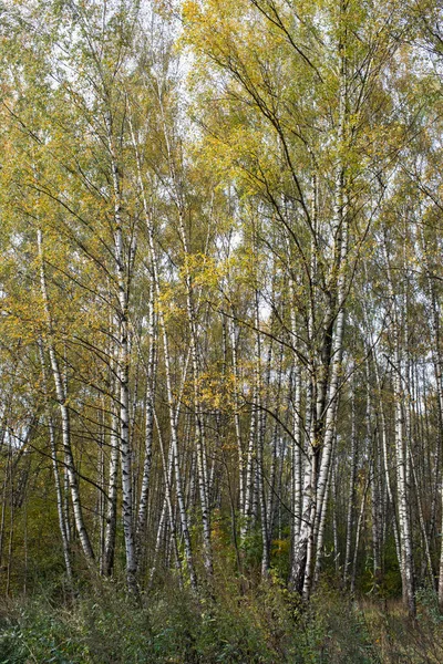 Podzimní Park Březový Háj Slunečný Den — Stock fotografie