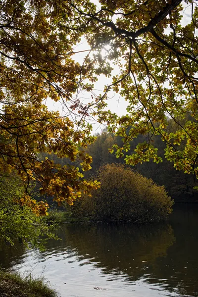 公園内の湖黄色の秋の森 — ストック写真