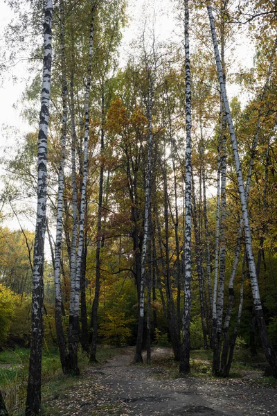 Herfstbos Park Zonnige Dag Natuurlijk Landschap Berkenbos — Stockfoto