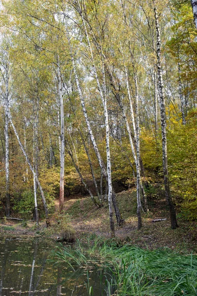 Озеро Парку Жовтий Осінній Ліс Березовий Гай — стокове фото