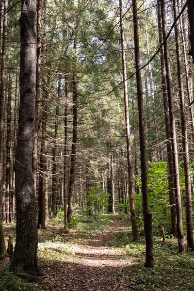 Stig Skogen Gammal Tallskog — Stockfoto